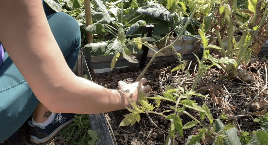 Transplating tomatoes